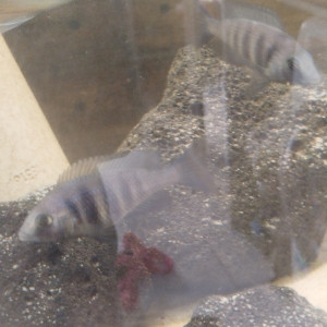 Placidochromis phenochilus lunpingu et protomelas spinolotus mara rock disponible