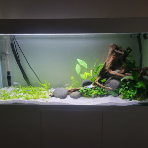 Aquarium 240l Aquael Optiwhite Simulans ramirezi et ancistrus snow white long fin