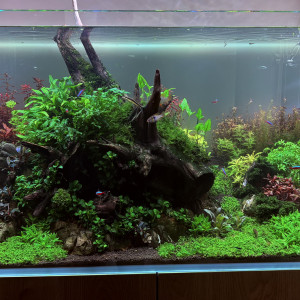 Publication de Mitose