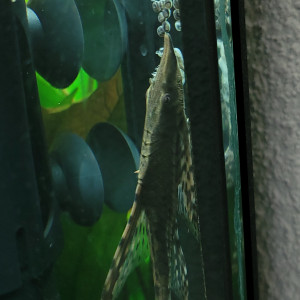 Publication de Rybka