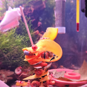 Publication de Stev_77