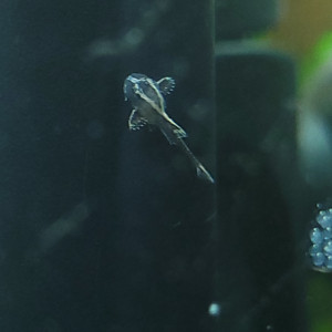 Publication de Rybka