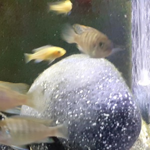 Cynotilapia zebroidesndonga south F1