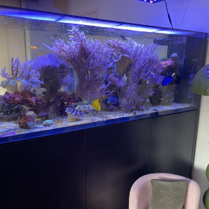 Red sea PENINSULA 650l