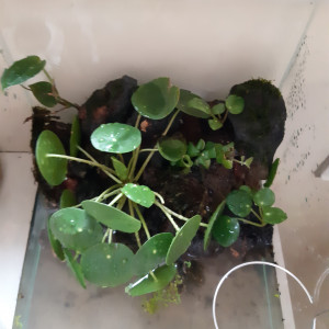 Paludarium