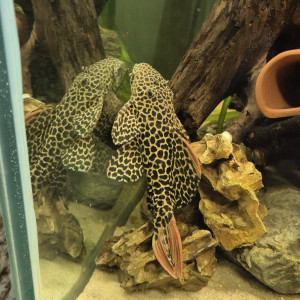 600l