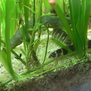 Publication de Saturnin