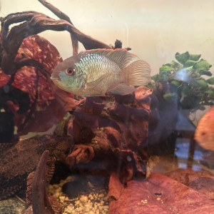 Vend couple d acara bleu et lifililie