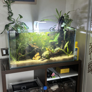 Publication de MamZ-L94