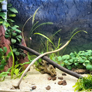 30L Neocaridina blue velvet