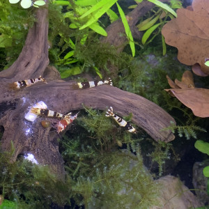 Caridina cantononsis black et red