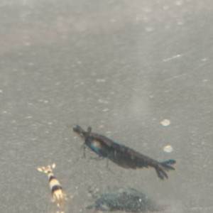 Publication de Flo83