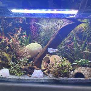 Tank AQUAEL 60 Perle