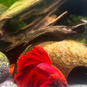 Publication de MamZ-L94