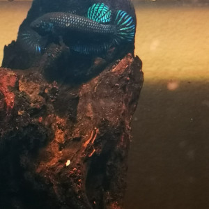 Publication de Terkalis