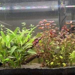 Publication de Ramirezi89