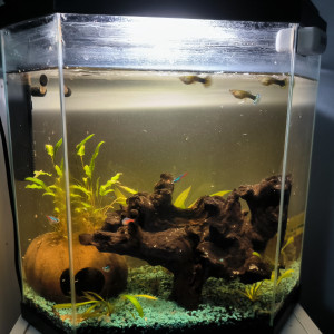 Aquarium complet