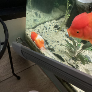 Publication de Melie111111