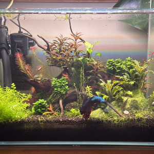 Publication de Blueb17