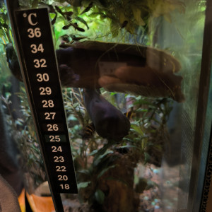 Publication de Mojogi