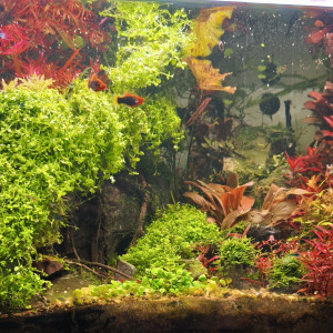 Publication de Loran