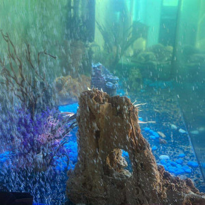 Publication de Snipe