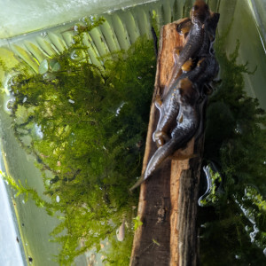 tylototriton verrucosus