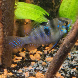 Publication de fmaill14