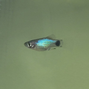 Vend mâle Platy Blue Mickey Mouse