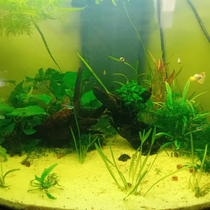 Aqua190