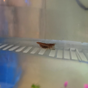 Publication de Laet41