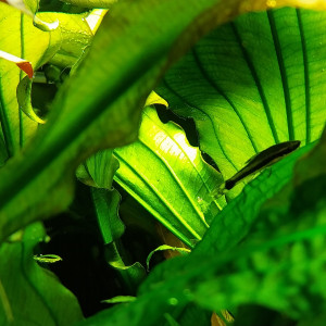 Publication de STK54