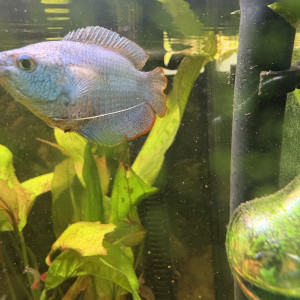 Publication de Berds