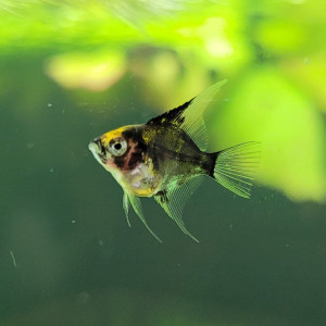 Publication de Rybka