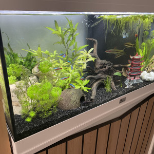 La fosse aux poissons