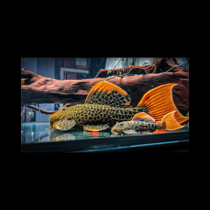 Publication de aspida