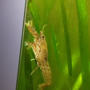 Publication de Olivier1977