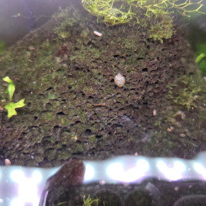 Publication de ibaloo