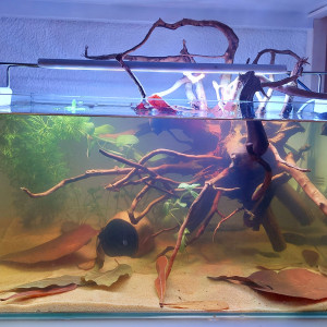 25l Black Water