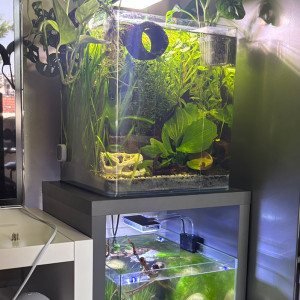 Publication de MamZ-L94