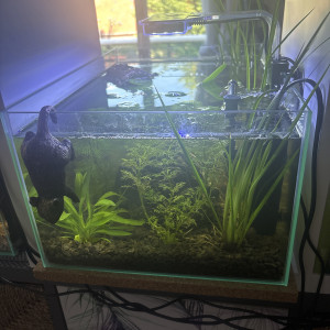 Publication de MamZ-L94