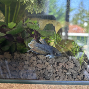 Publication de MamZ-L94