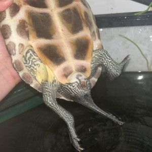 Publication de Lea_alrd