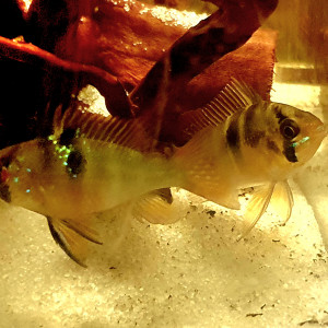 Publication de Masson.bruno57