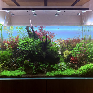 Publication de Mitose