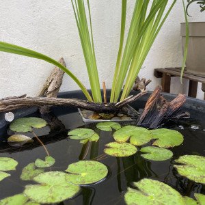 Publication de Scylla_59