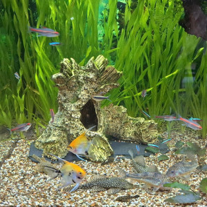 Publication de Gujuwel