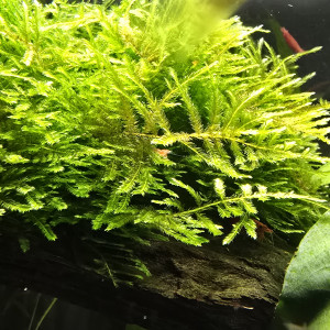 Publication de Stephane83