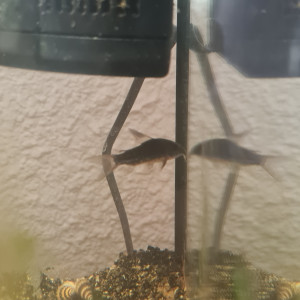 [URGENT] Don de poisson d'eau douce
