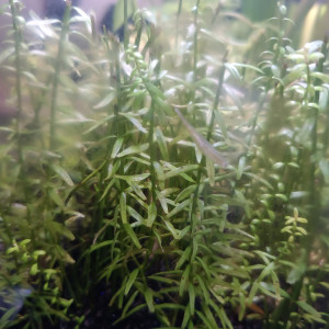 Publication de Newnano